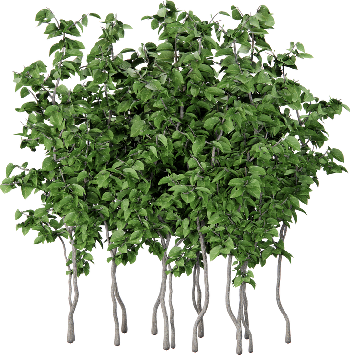 Isometric shrub greenery cutout