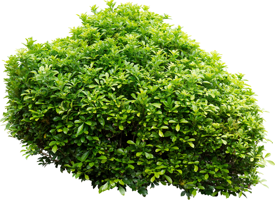 Ornamental Bush Cutout